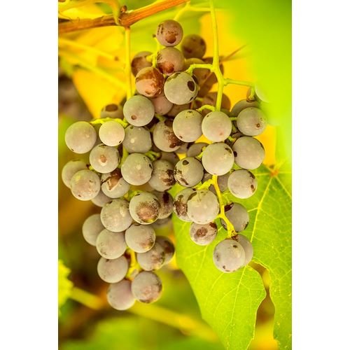 Horton, Janet 아티스트의 Leavenworth-Washington State-USA Ripe grapes growing작품입니다.